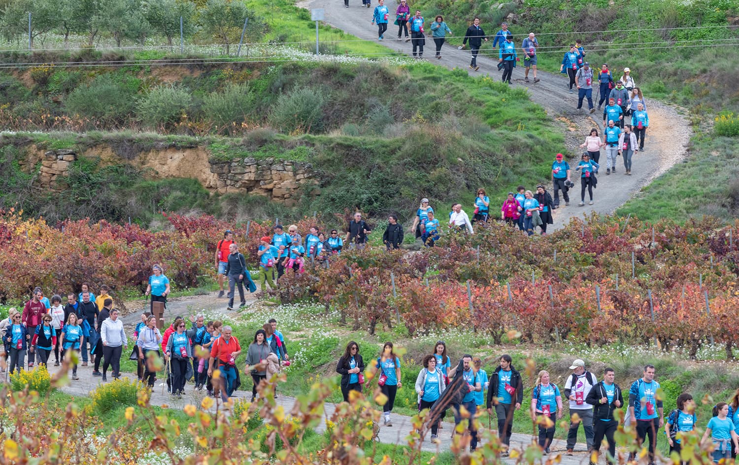 Vino y paisaje en cada paso: así será el recorrido de la marcha popular