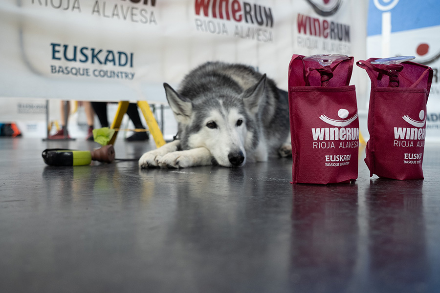 Wine Run Rioja Alavesa